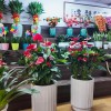 鲜花绿植消费常态化，节日与日常需求同步增长