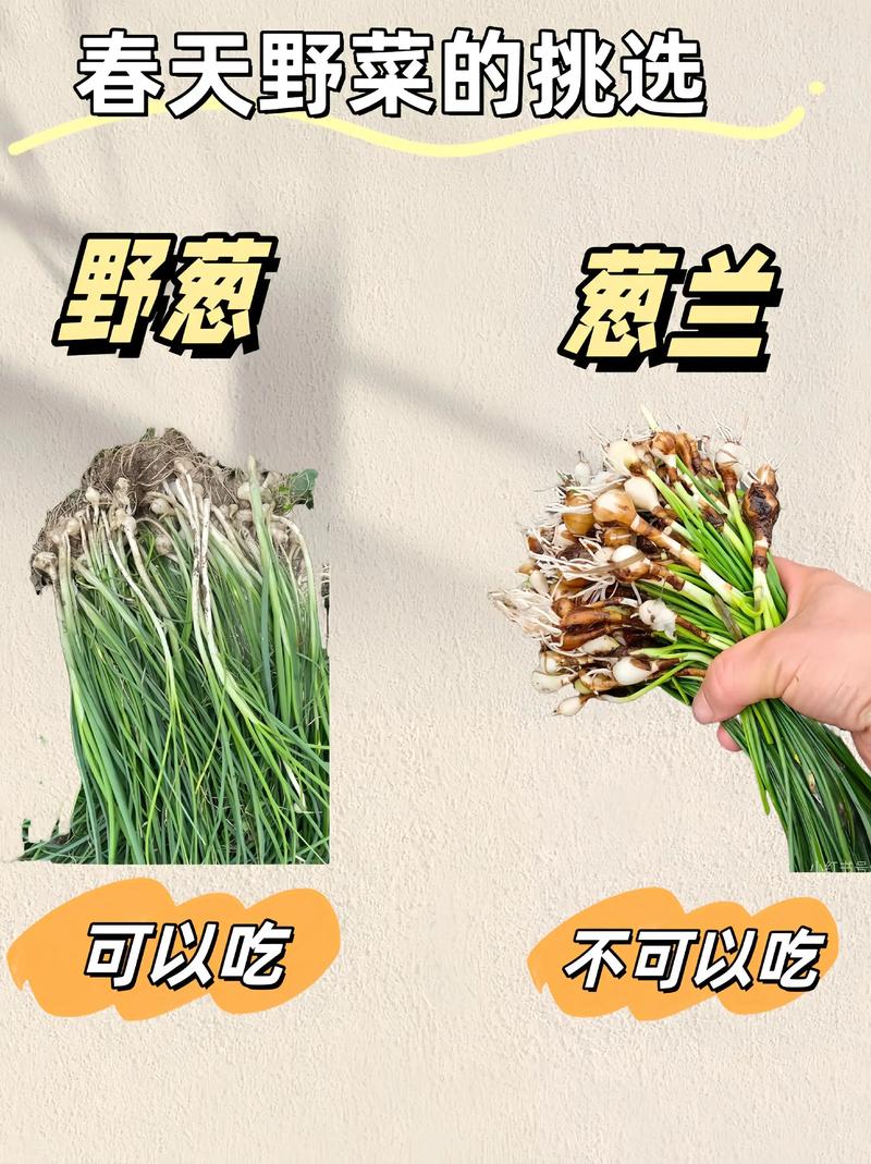 春季野菜上市受追捧,食品安全专家提醒谨慎食用