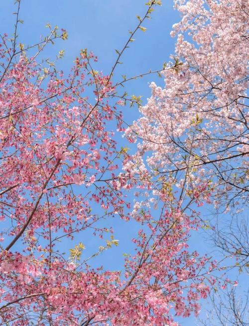 春季踏青赏花人流集中,景区加强安全疏导