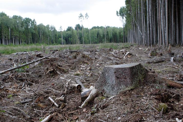 巴西亚马逊雨林砍伐量上升，环保组织发出警告