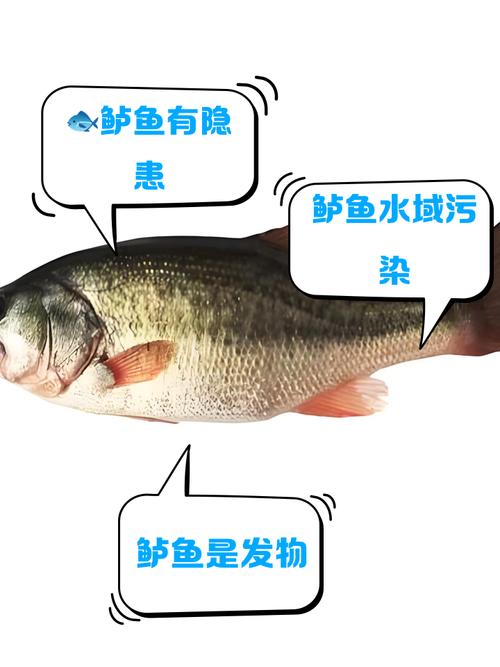 鲈鱼消费增长，食品消费市场扩容