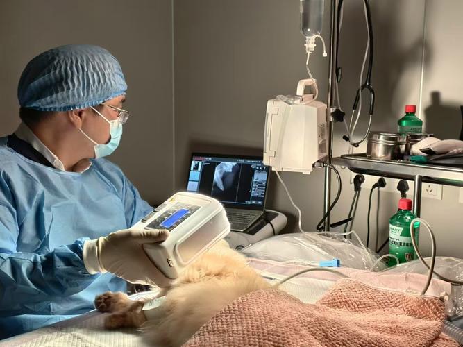 宠物健康监测，随时关注宠物的身体状态