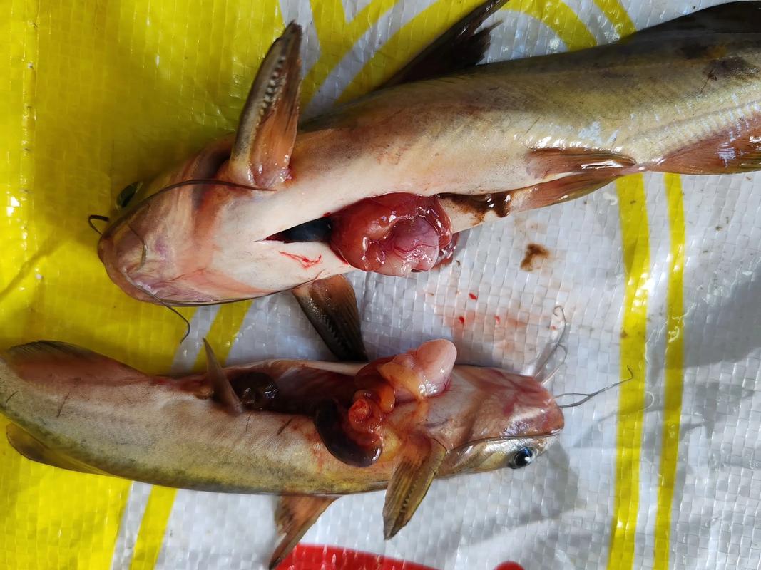 假冒伪劣黄颡鱼，监管部门严查