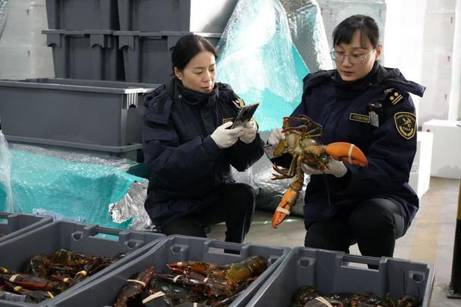 假冒伪劣龙虾,监管部门严查