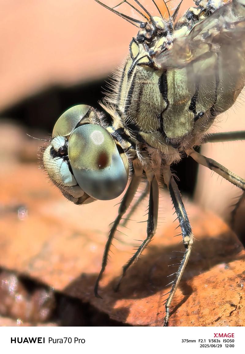 手机的微距模式，拍小虫子都超清晰