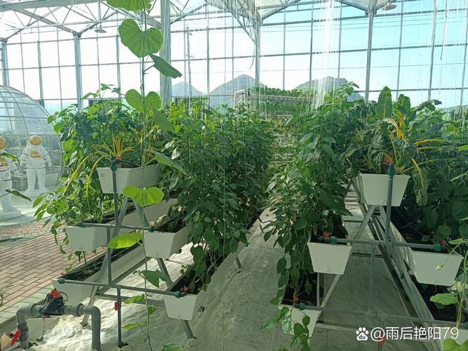 太空育种的新成果,种出来的蔬菜超大个