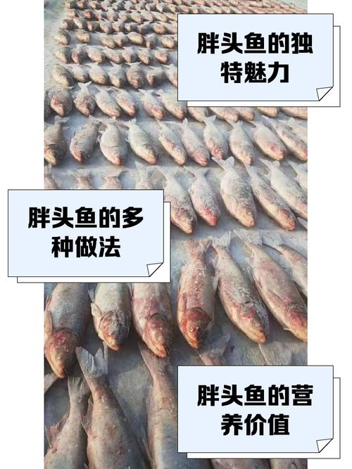 鳙鱼消费增长，食品消费市场扩容