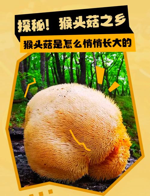 假冒伪劣猴头菇，监管部门严查